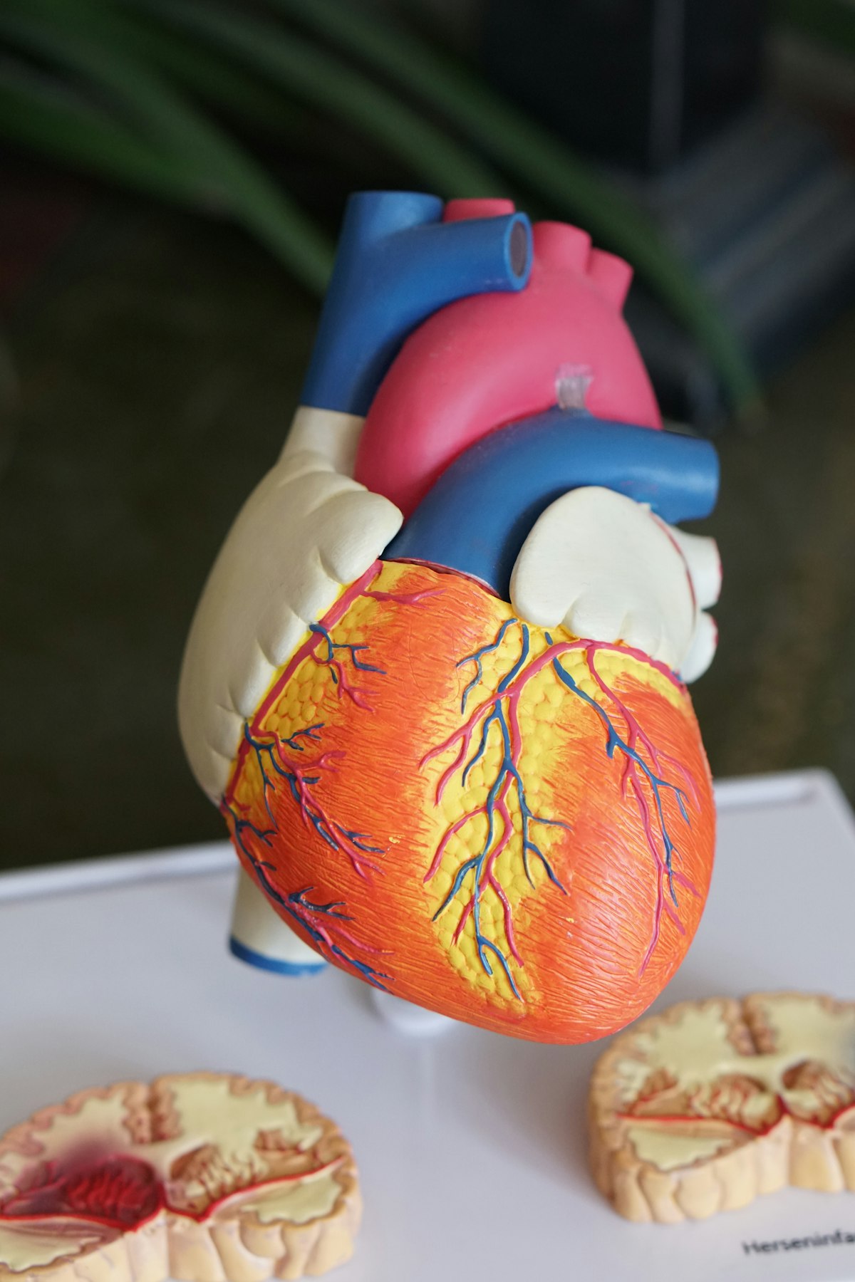 Modelo anatômico do coração — hemodinâmica e função cardiovascular na sepse